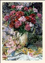 Sweet William